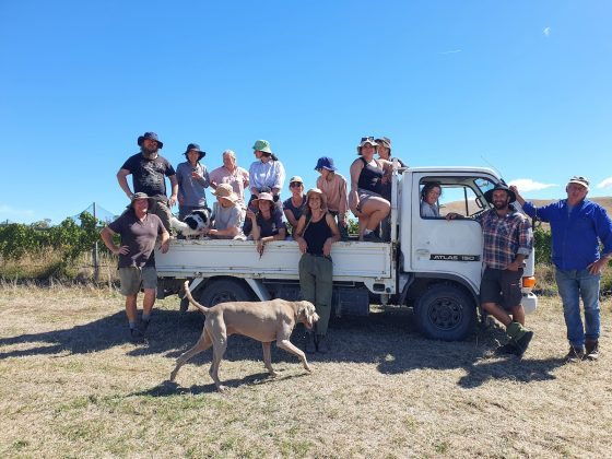 Most of the crew hand-picking a huge day in the Chardonnay