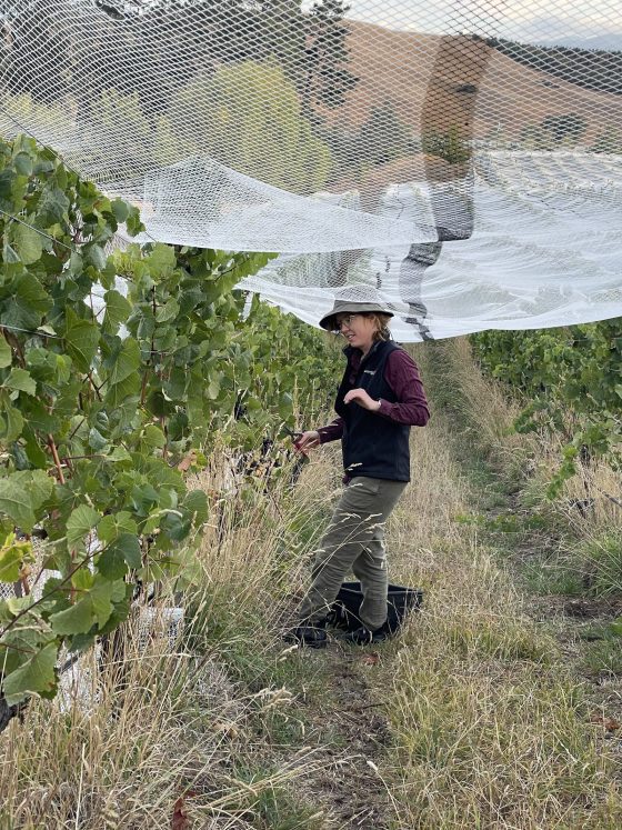 Anna in the long grass of the 200s Pinot block