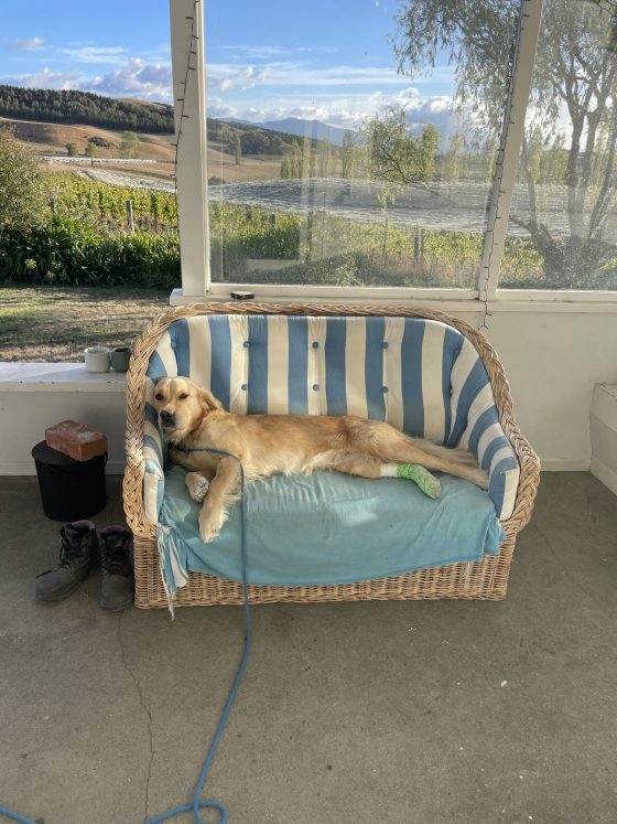 Tilly had to sit this harvest out with a broken leg